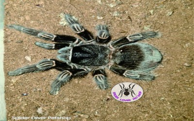 lasiodora parahybana Adult female tarantula